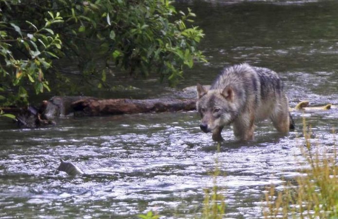 Jumlah Rusa Menyusut di Alaska, Serigala Mangsa Berang-Berang Laut