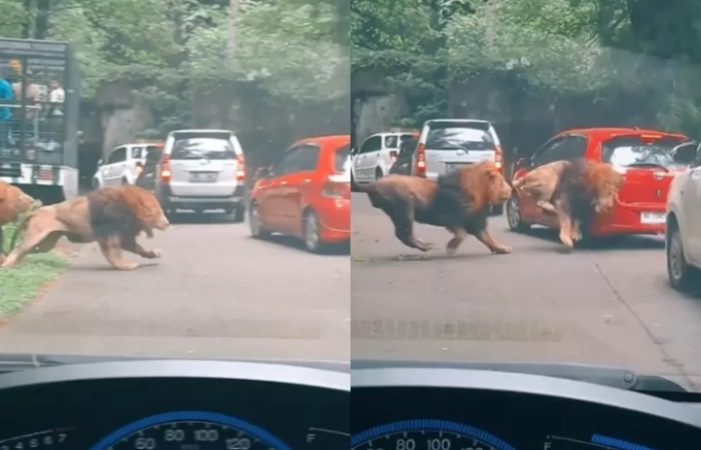 Viral Singa di Taman Safari Prigen Ngamuk dan Tabrak Mobil Pengunjung