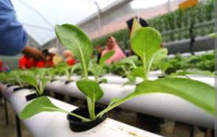 Tips Berkebun di Lahan Sempit Perkotaan, Begini Caranya