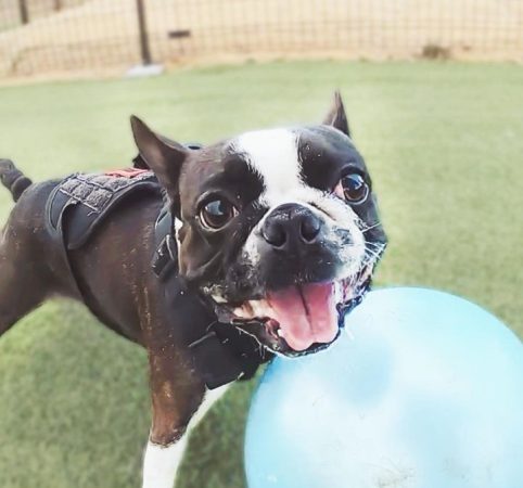 Arti Mimpi Anjing Menatap Si Pemilik, Pertanda Baik Atau Buruk?