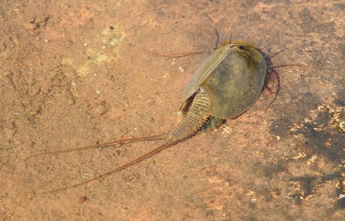 Mengenal Triops Cancriformis, Salah Satu Hewan yang Paling Lama Hidup di Bumi