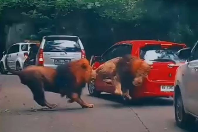 Kronologi Singa Tabrak Mobil di Taman Safari Prigen