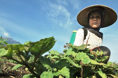 Melirik Cuan dari Industri Nilam Aceh yang Tembus Pasar Internasional