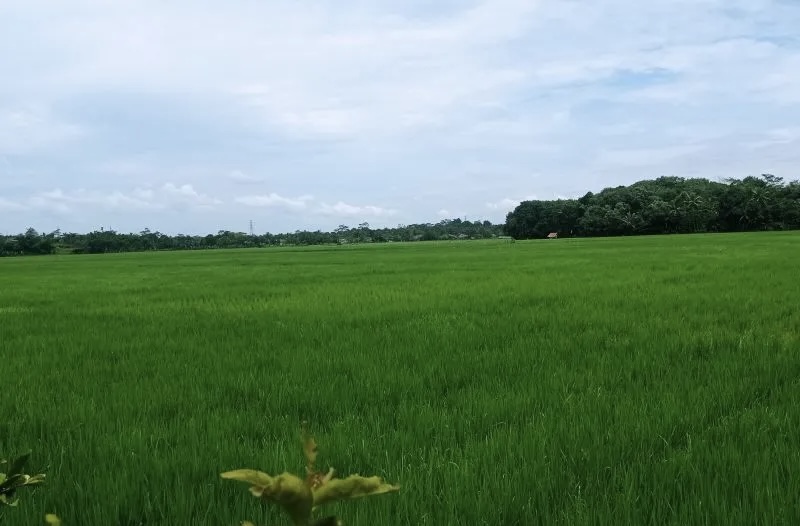 Petani di Lebak Dapat Bantuan Benih Padi untuk Meningkatkan Produksi Pangan dan Pendapatan