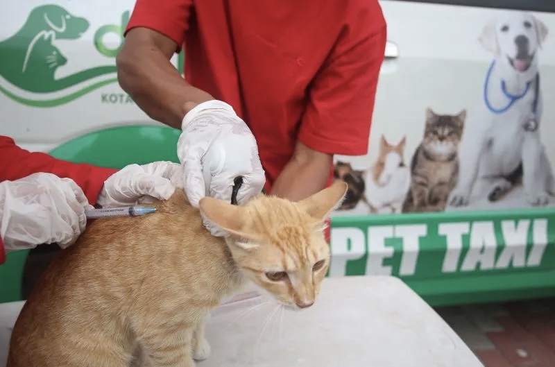 DKP Kota Tangerang Gelar Pelayanan Kesehatan Hewan dan Vaksinasi Rabies Gratis