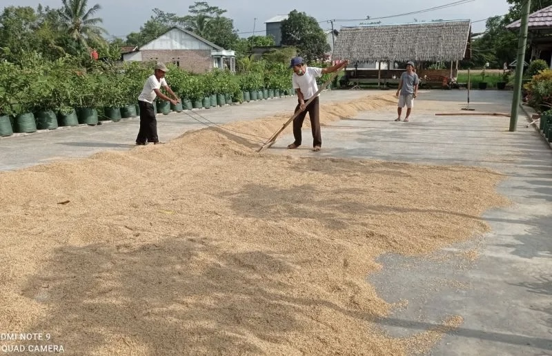 Di Lebak, Harga Gabah Kering Melonjak Jadi Rp 8.200 per Kg