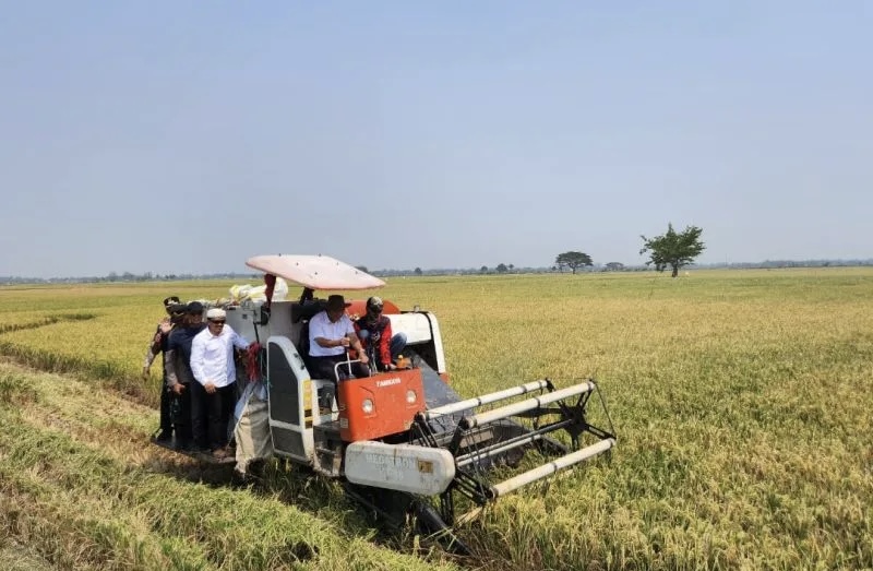 Panen Raya Tiga Komoditas Utama di Banten, Stabilkan Pasokan dan Kendalikan Inflasi