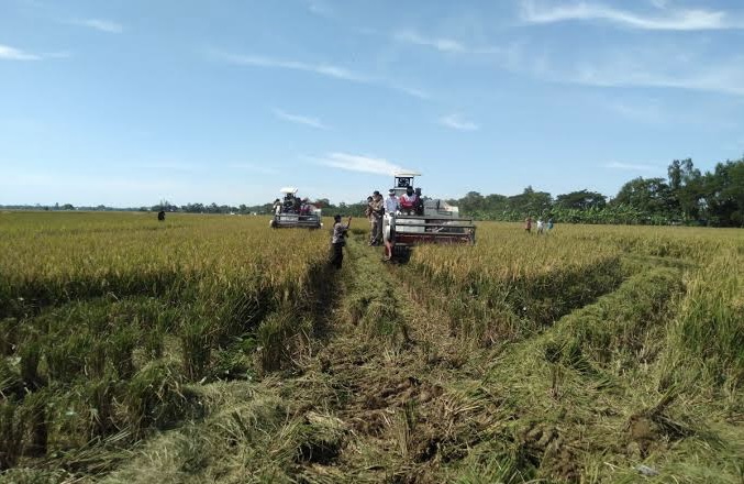 Produksi Padi di Kota Serang Turun 8,68 Persen Akibat El Nino dan Hama