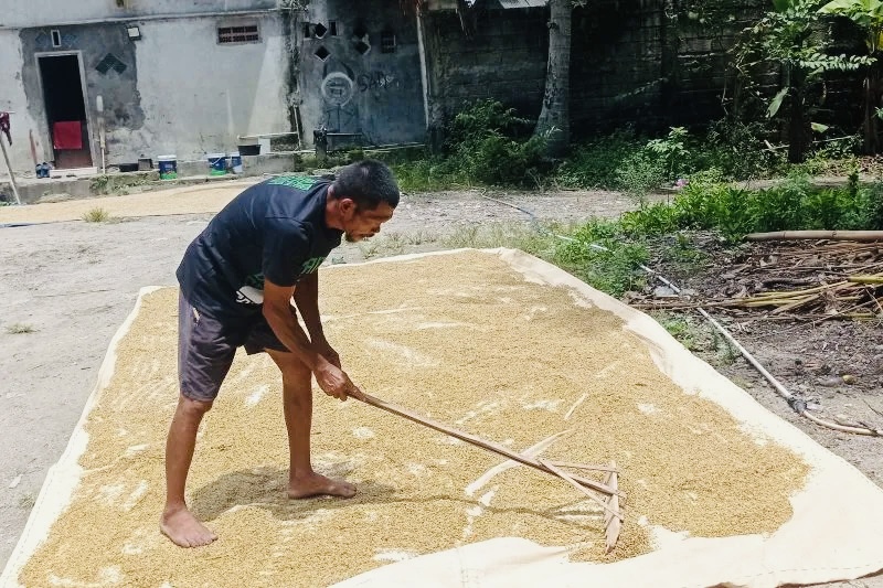 Petani di Lebak Bersyukur Hasil Panen Padi Selamat dari Hama