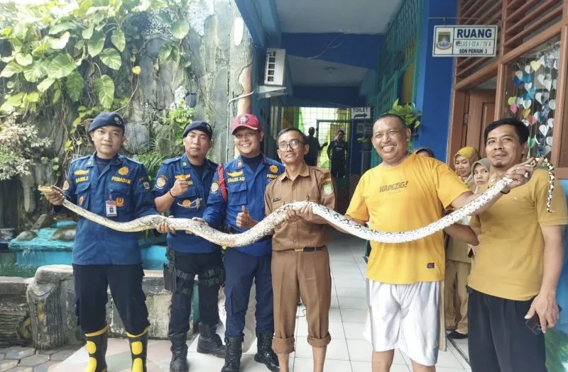 BPBD Kota Tangerang Imbau Warga Jaga Kebersihan Rumah Agar Tak Muncul Ular di Musim Ujan