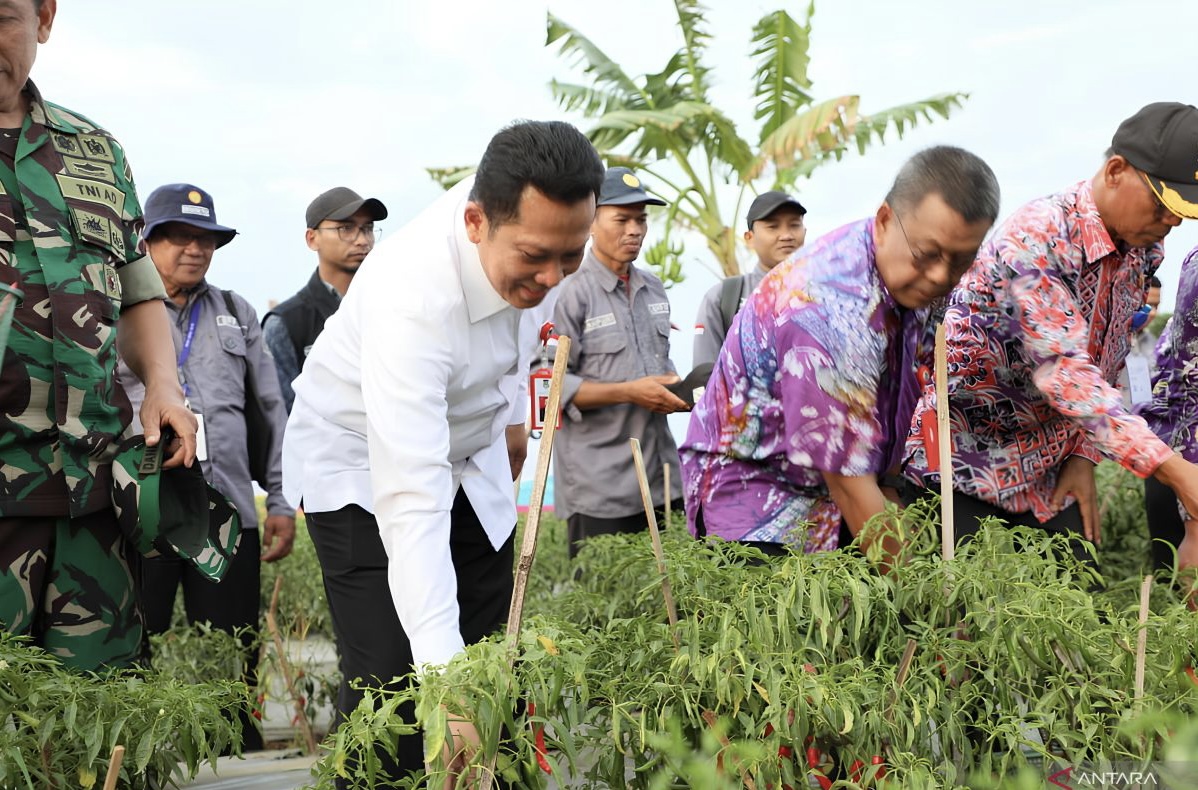 Pemkab Tangerang Bikin Gerakan ASN Tanam Cabai di Pekarangan