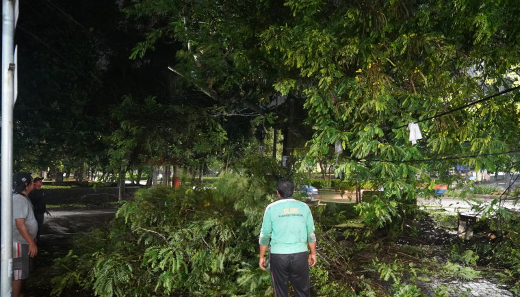 DLHK Kabupaten Tangerang Tangani Pohon Tumbang di Alun-alun Tigaraksa