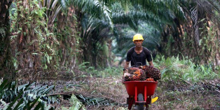 Hilirisasi Sawit Catat Kemajuan, Namun Perlu Dukungan Inovasi