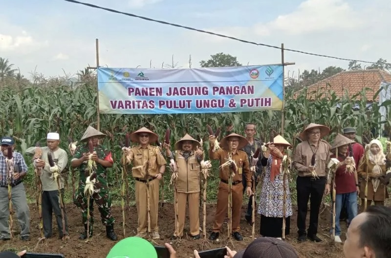 Petani Serang Panen Raya Jagung Komposit Jakarin Putih dan Ungu