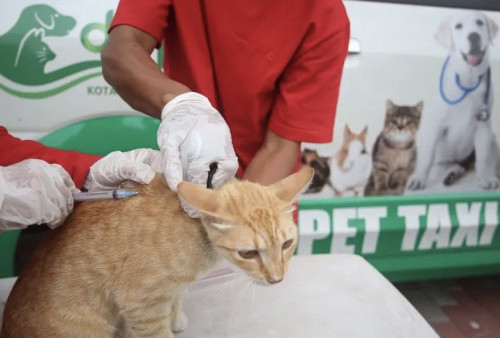 DKP Kota Tangerang Gelar Pelayanan Kesehatan Hewan dan Vaksinasi Rabies Gratis