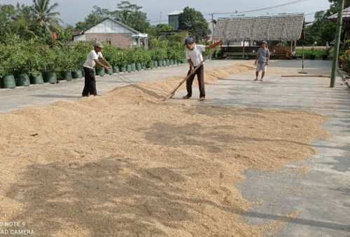 Di Lebak, Harga Gabah Kering Melonjak Jadi Rp 8.200 per Kg