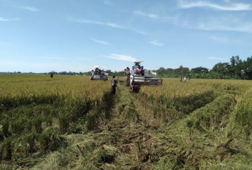 Produksi Padi di Kota Serang Turun 8,68 Persen Akibat El Nino dan Hama