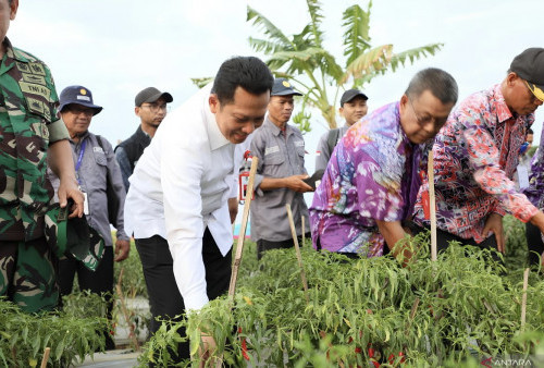 Pemkab Tangerang Bikin Gerakan ASN Tanam Cabai di Pekarangan