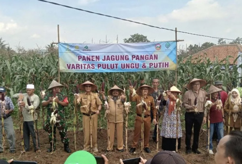 Petani Serang Panen Raya Jagung Komposit Jakarin Putih dan Ungu